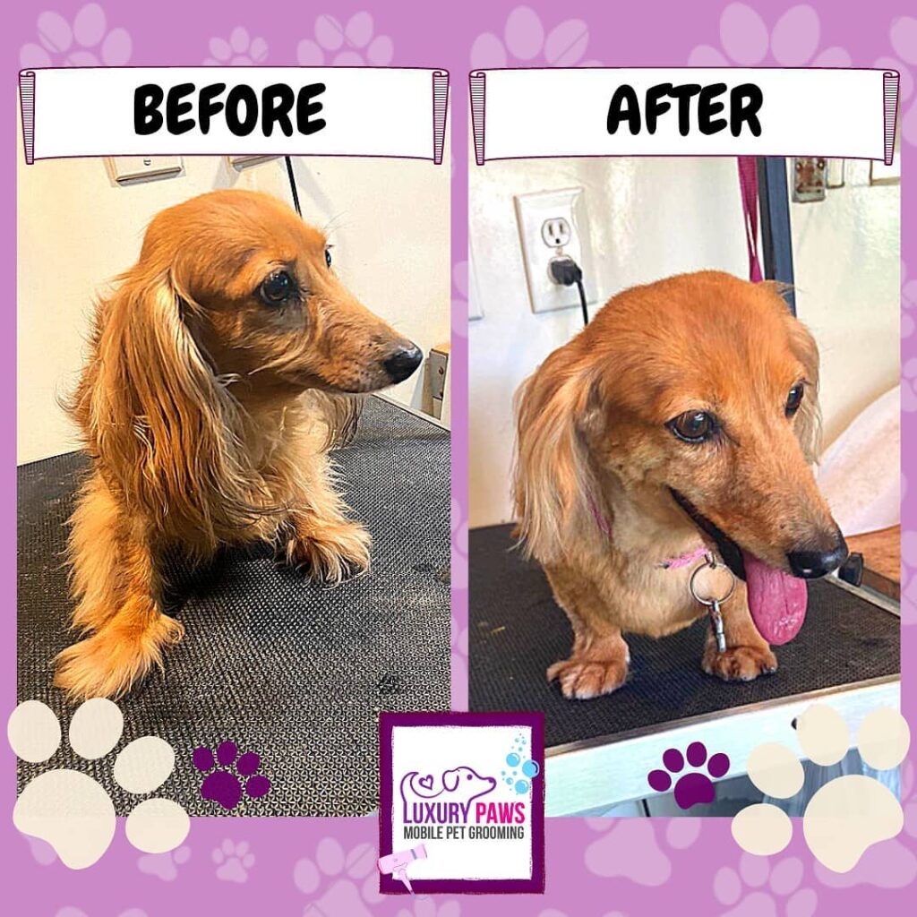 Long haired Dachshund grooming in Austin Texas by Luxury Paws mobile pet grooming