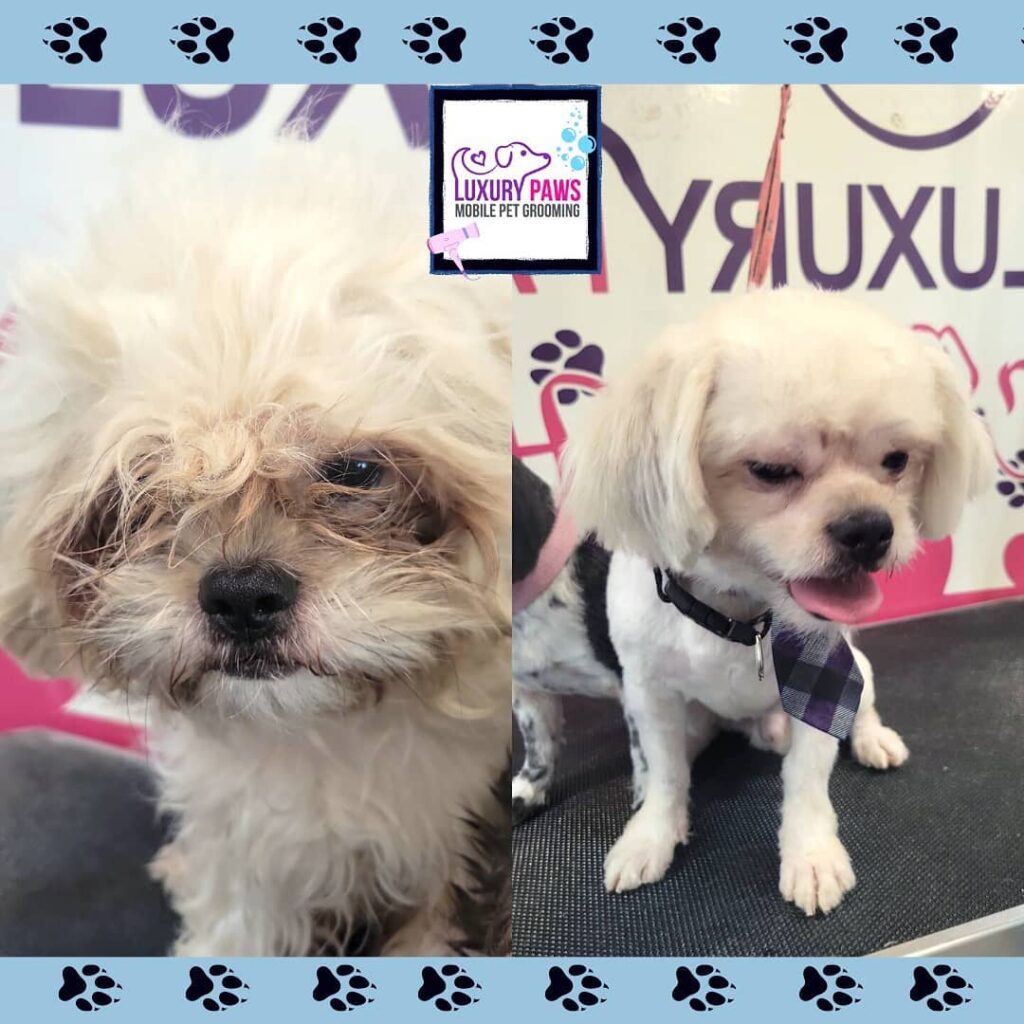 Maltese mix before and after grooming transformation in Austin Texas by Luxury Paws