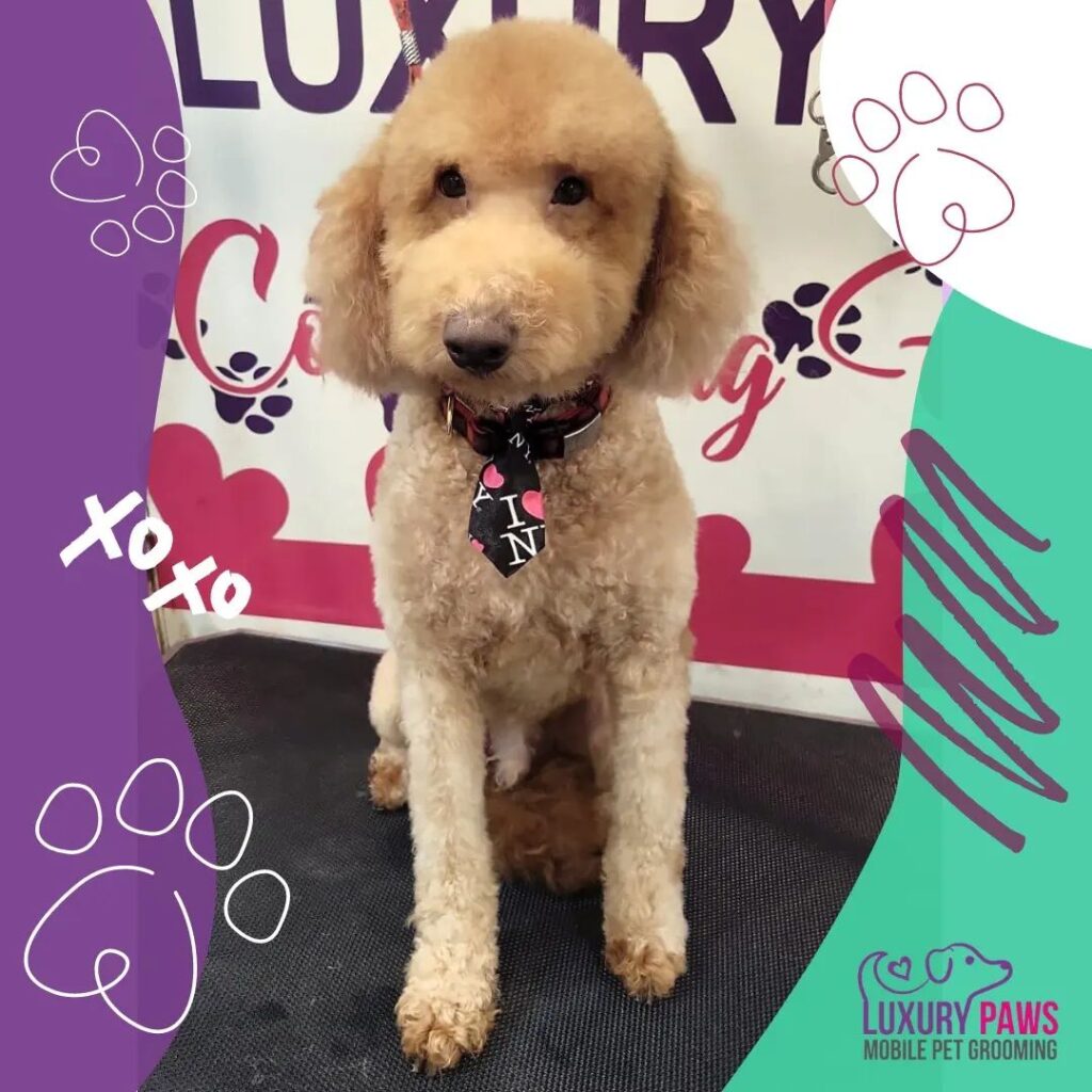 Toy Poodle teddy cut grooming in Austin Texas by Luxury Paws mobile dog grooming