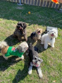 Small dog group after grooming service in Austin Texas by Luxury Paws mobile pet grooming