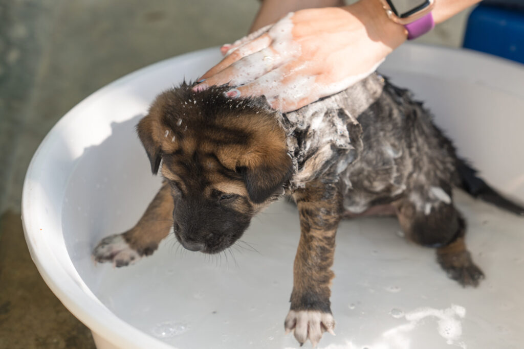 Puppy bath service in Austin Texas by Luxury Paws mobile pet grooming