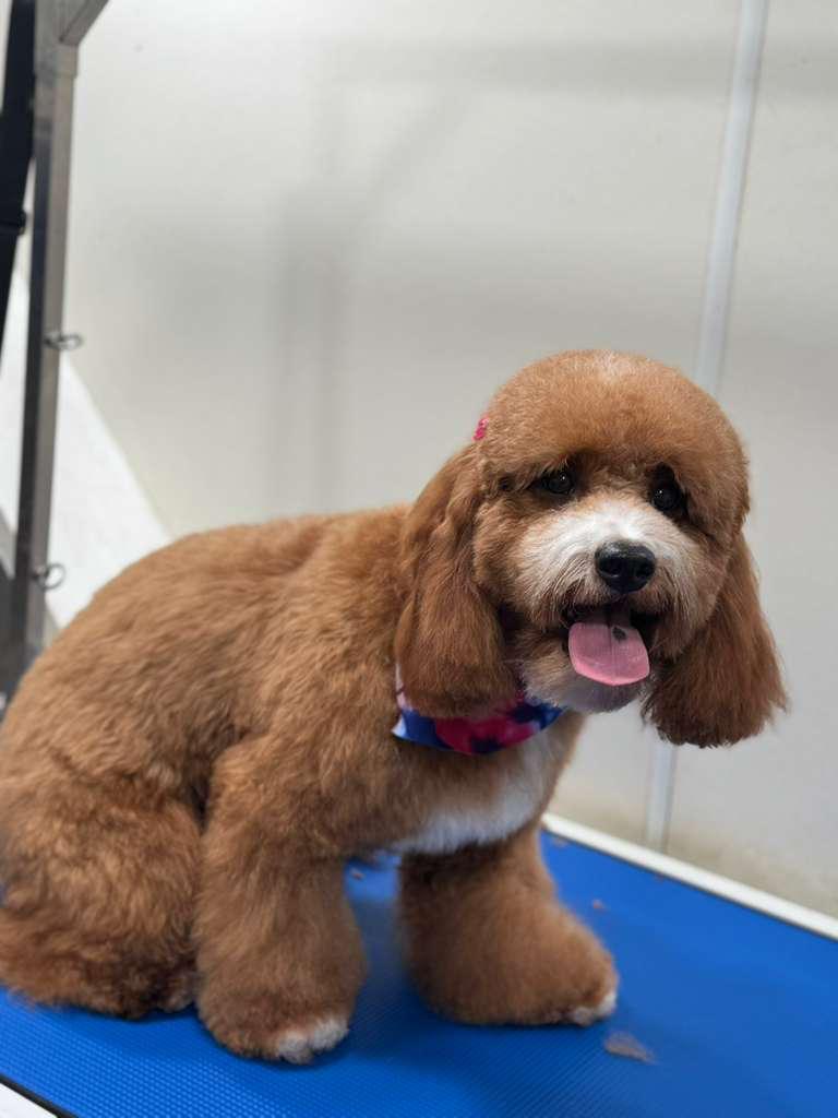 Poodle teddy cut grooming in Austin Texas by Luxury Paws mobile pet grooming