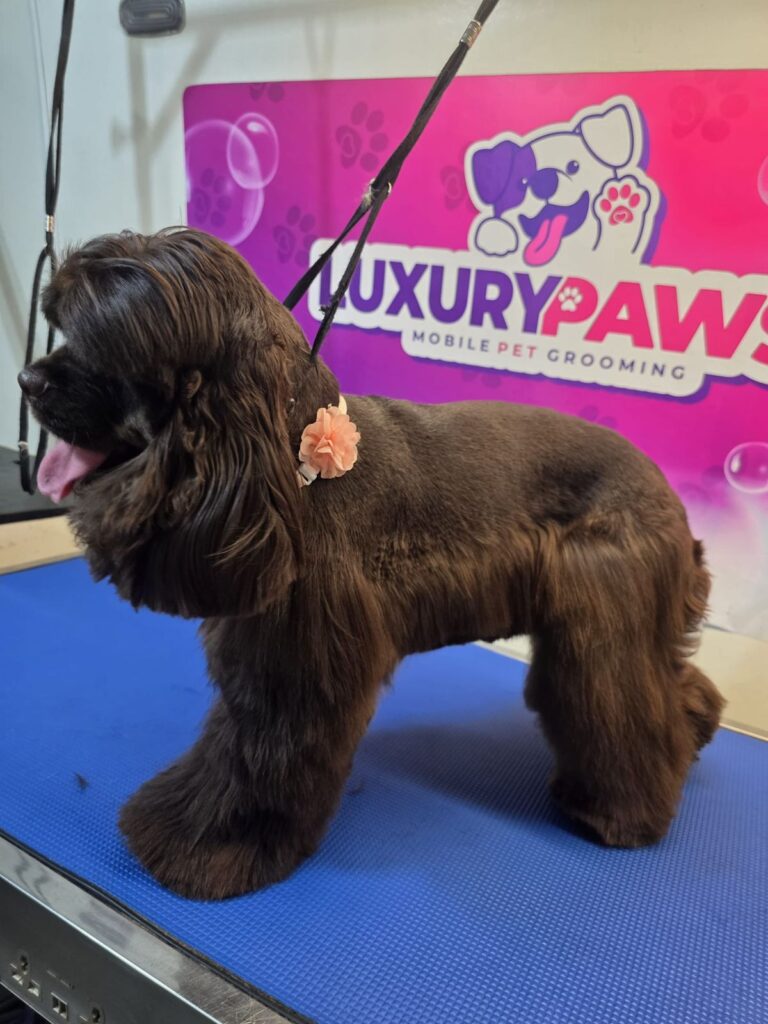 Shih Tzu mix grooming in Austin Texas by Luxury Paws mobile pet grooming