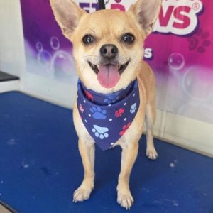 Chihuahua