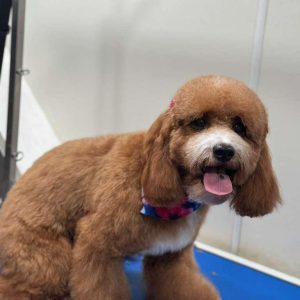 Luxury Paws TGP Pet