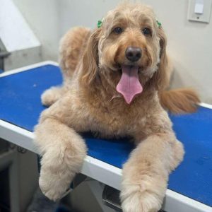 Luxury Paws TGP Pet