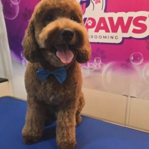 Luxury Paws TGP Pet
