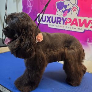 Luxury Paws TGP Pet