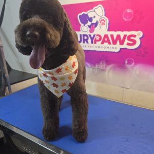 Luxury Paws TGP Pet